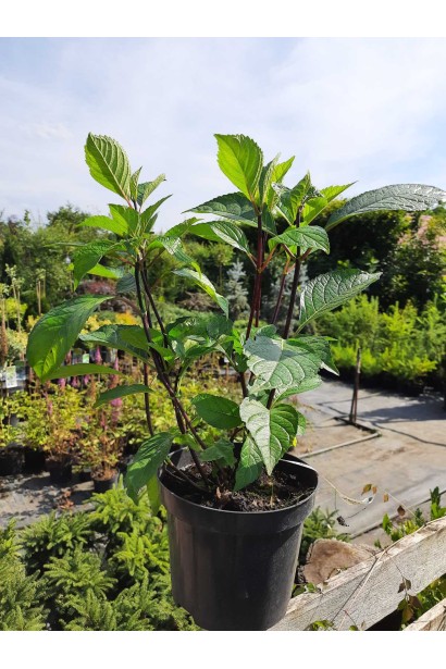 Гортензія широколиста Стайл Пінк - 3л/вис.30-40см/Ø25-35см